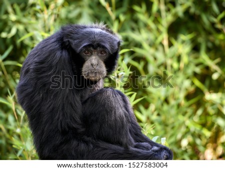                Siamang curled up with a sad look                