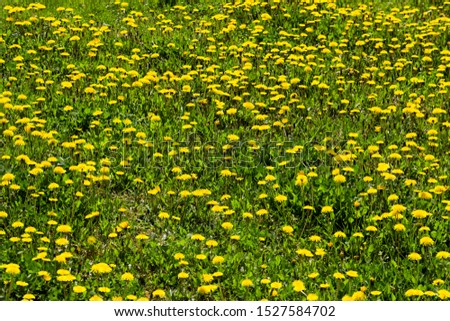 beautiful dandelion flower with parachutes in the spring season on a meadow