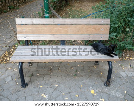 a black cat on the bench in public park
