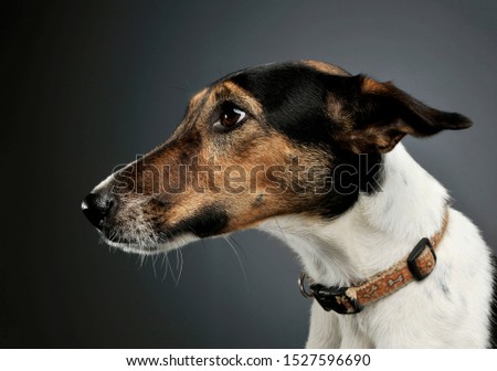 Portrait of an adorable Fox Terrier looking curiously  - isolated on grey background.
