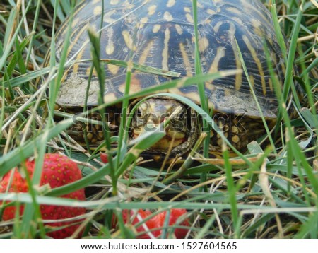 A turtle eating strawberries in a Nebraska yard
