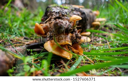 Moody Forest. Photos of Mushrooms on a cloudy and rainy day in a German Forest.  High quality and High Resolution Pictures