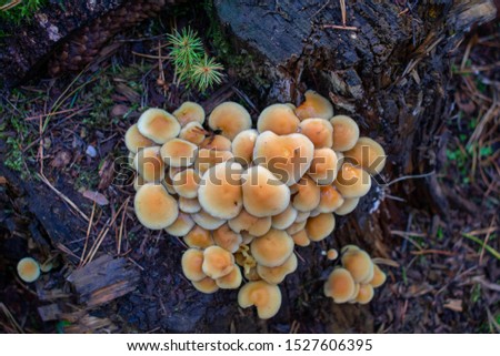 Heart shapped Mushrooms. High resolution Picture