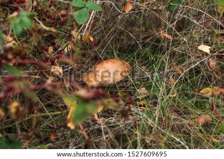 Mushroom Leccinum versipelle, also known as Boletus testaceoscaber or the orange birch bolete - edible and very tasty.
