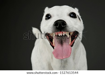 Portrait of an adorable mixed breed dog looking funny with hanging tongue - studio shot, isolated on grey background.