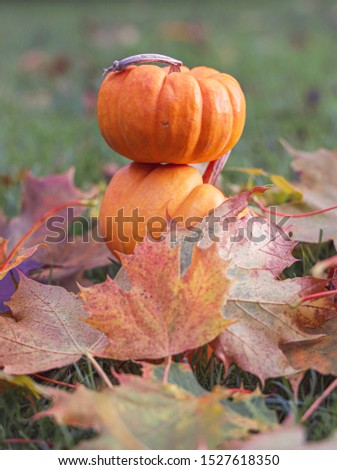 Autumn Pumpkin Thanksgiving Halloween Background. Festive, season. Orange, white, green Fall colors.