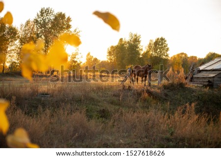 Beautiful horse in golden hours