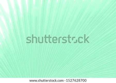 Palm leaves in light mint green color toned, close up. Color trend neo mint 2020. Abstract new mint color background.  Light green tropical forest background 