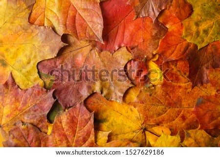 Background of colorful autumn leaves on forest floor. fall season.