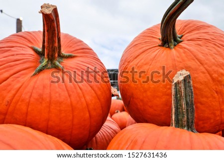 Orange pumpkins in a random pile stock photo