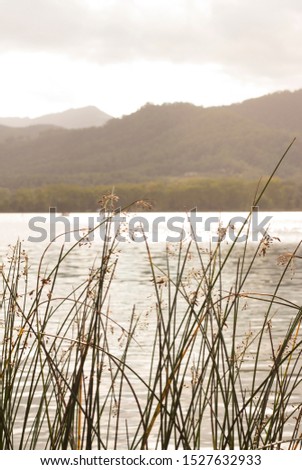 riverside vegetation on Banyoles lake in Girona, Catalonia