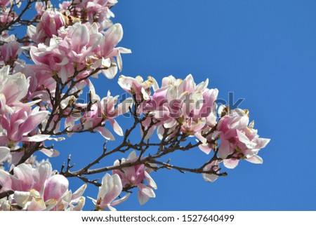 Close up of magnolia tree branches blooming pink and white blossoms against deep blue sky in the spring. Copy space.