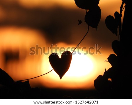 Silhouette of a heart shaped leaf