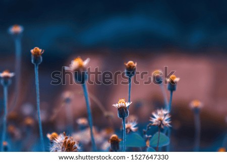 Field of wild flowers . Natural images in blue and purple tones.