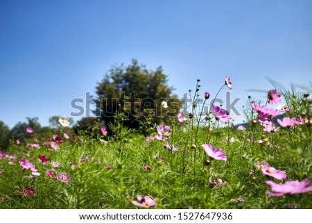A field of cosmos flowers at the Suncheonman National Garden in South Korea.