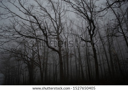 Spooky and foggy forest. United States