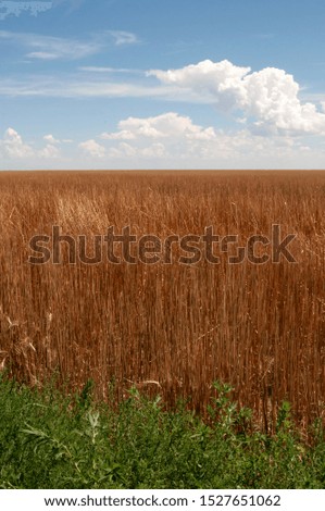 Field of straw after wheat grain is harvested against a blue sky in central Colorado, USA.