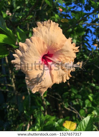 Hibiscus flowers, bright and colorful sonic colors