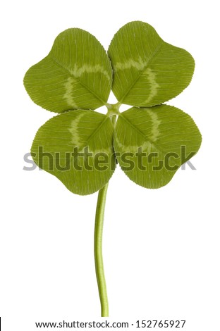 four-leaf clover isolated on white 
