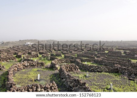 Lanzarote, Canary islands, Spain. A vineyard with vines growing in black sand, in sectors with walls built of volcanic rock, with sea in the horizon on a misty day.