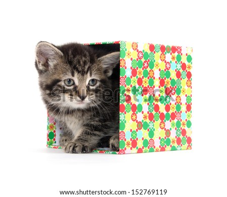 Cute baby tabby American shorthair kitten inside of box on white background