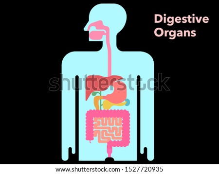 This is a simple vector illustration of digestive organs with margins on black background.