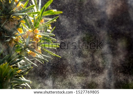 Spruce branches that releases a cloud of pollen Royalty-Free Stock Photo #1527769805