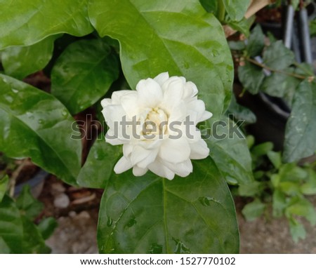 White stacked jasmine flower bloom in the garden is a small shrub. Biggest but age Sometimes the branches may cling to the shelter. Flowering in small bouquets almost throughout the year.