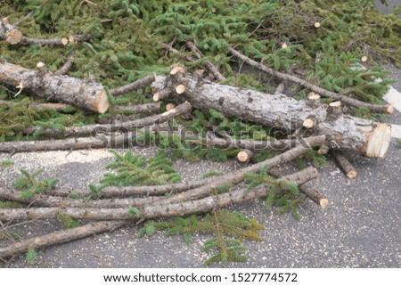 Cut off branches of a pine tree.