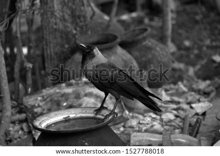 A Thirsty Crow searching for water