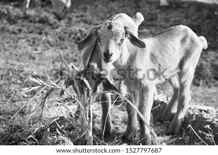 Black and white little goat background 