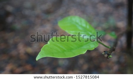 Green coffee leaves with unfocused background