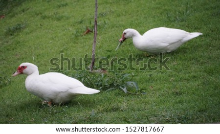 Two geese with grass background.