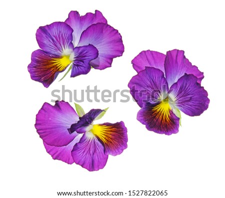 macro closeup of pretty purple pink yellow viola pansy flower isolated on white with space for text