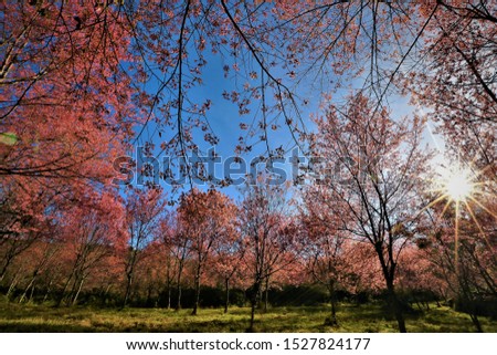 Abstract picture of pink trees in forest,pink flowers on trees in thai forest,Nature background with blossom branch of pink flowers. Vector template on blue sky,design for business and wallpaper,