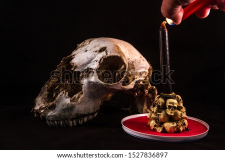 sheep skull with a candle that is consumed lit to represent the halloween party