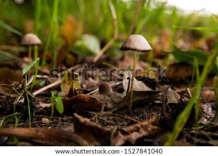 close-up picture of mushrooms in the forest at the beginning of autumn.