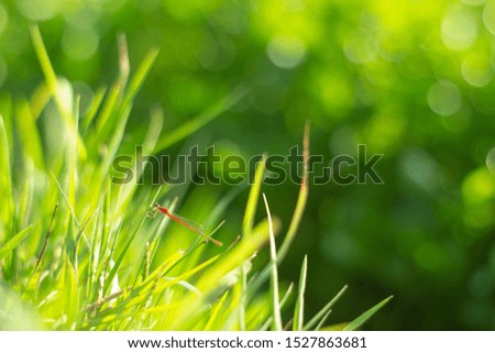 Closeup nature view of green grass with dragonfly on blurred greenery background  at morning sunlight with copy space using as background natural green plants, fresh wallpaper concept. selective focus