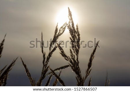 
Fall Photo Shoot of Two Meadow grasses (Calamagrostis Epigejos) Together at Obscure Sunrise.