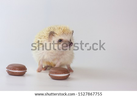 Hedgehog on a background of candy. Rodent with cookies. Decorative animals close up.