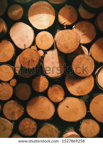 logs at a sawmill. Saw cut trees