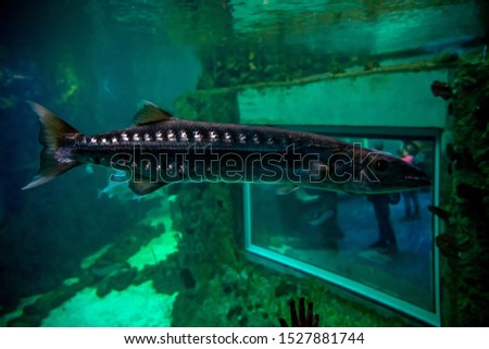 picture of pike in an aquarium