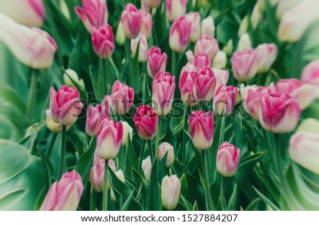 TULIPS FOR WOMAN FOR GIRLS - Spring flowers in an artistic garden