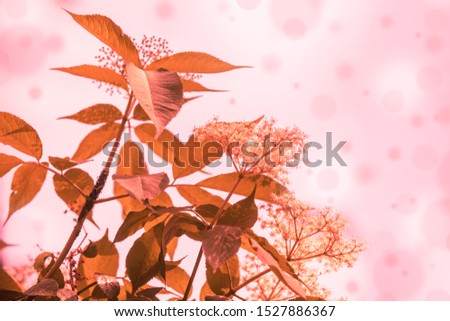 Branch of blossoming elder (Sambucus) flowers against sky. Vintage color. Nature background. Elderberry bush