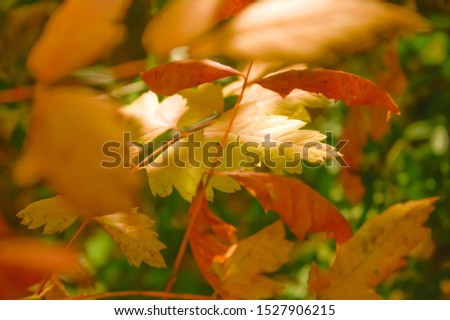 Autumn tree leaves with some sun light, blurred, selective focus, autumn background.