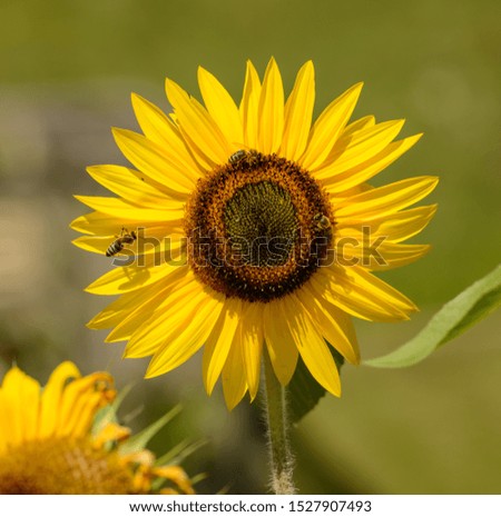 sunflower with a bee on the side