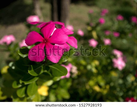 Flower in Garden very beautiful