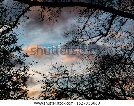 A lovely picture of the sky shot in the Amsterdam Vondelpark