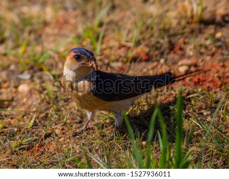 Red-rumped Swallow 
Latin name: Hirundo daurica