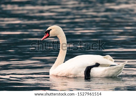 A swan swimming in the lake